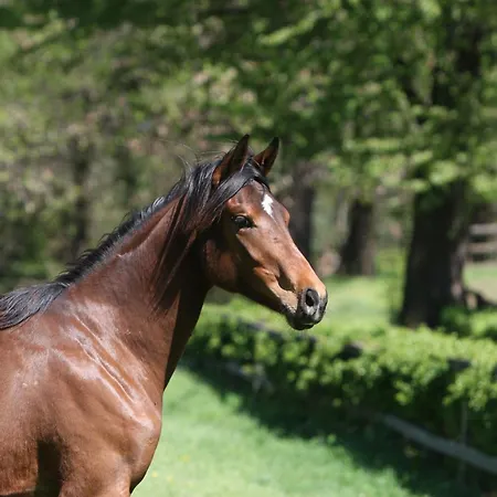 La Cucchetta Dormelletto