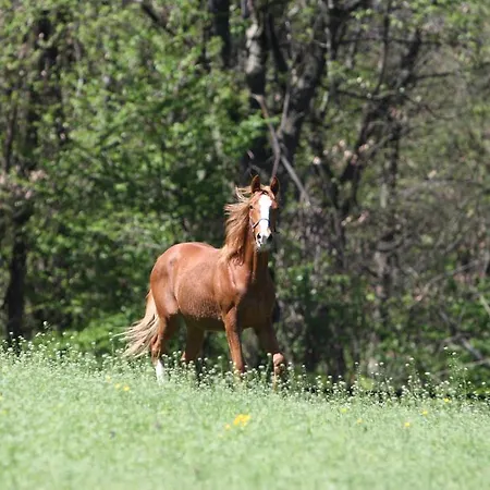 La Cucchetta 도멜레토